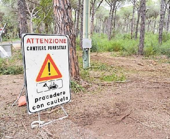 La pineta del Tombolo non si tocca più, stop ai tagli: il piano antincendi è da rifare 