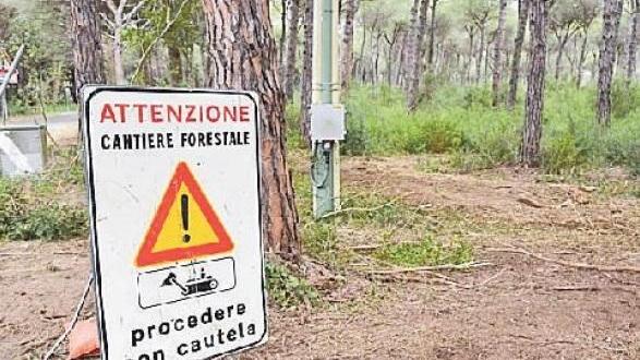La pineta del Tombolo non si tocca più, stop ai tagli: il piano antincendi è da rifare