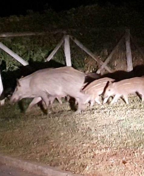 Invasione di cinghiali «La notte ho paura»