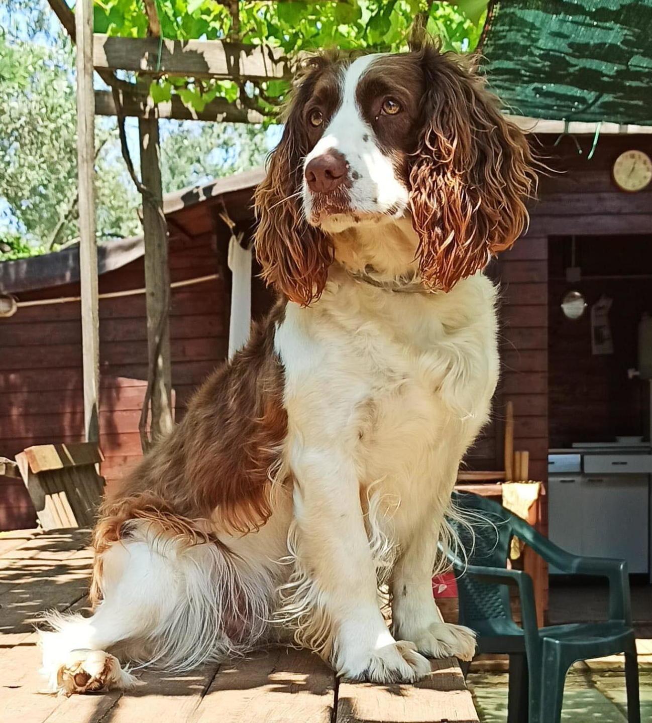 Bastonata e presa a calci La cagnolina perde un occhio 