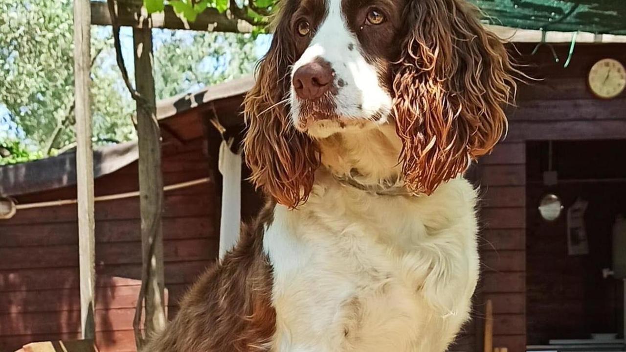 Bastonata e presa a calci La cagnolina perde un occhio