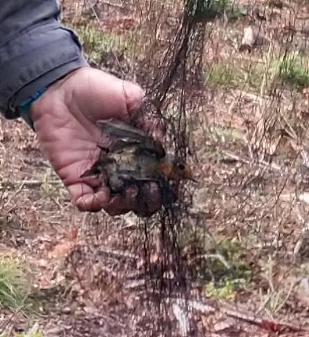 Il pettirosso intrappolato nella rete