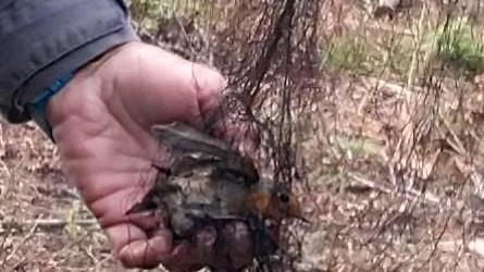 Il pettirosso intrappolato nella rete
