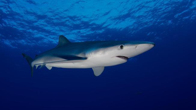 Australia: quest'anno 7 uccisi dagli squali, record dal 1934