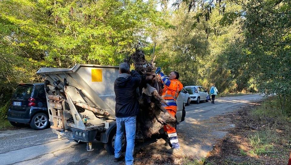 Via i rifiuti dalla pineta