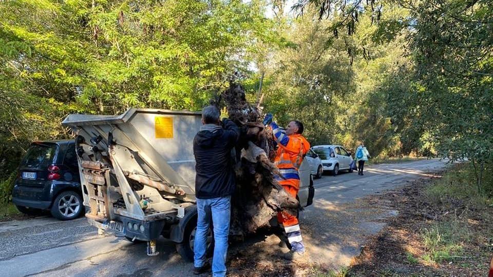 Via i rifiuti dalla pineta