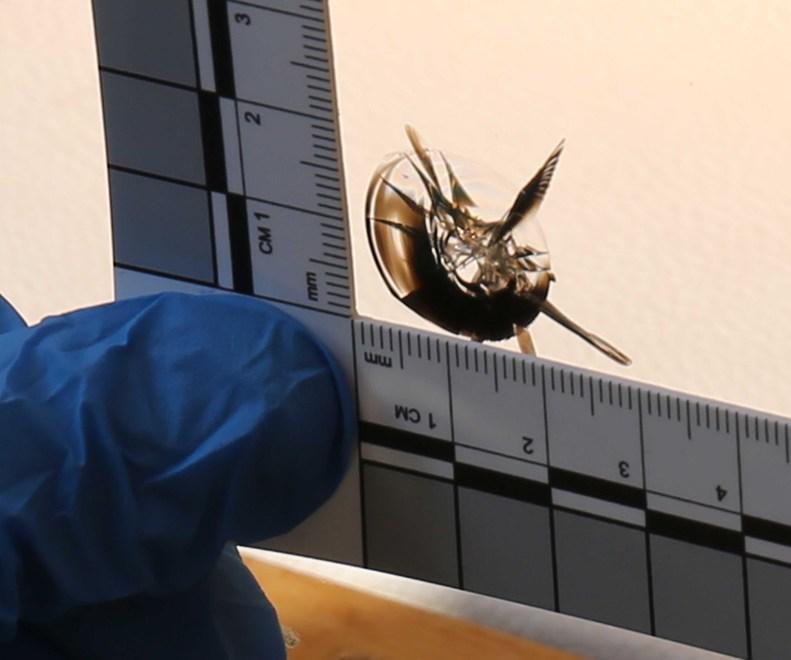 Trovato dopo 2 giorni un foro di proiettile nella vetrina della gioielleria di via Crispi 