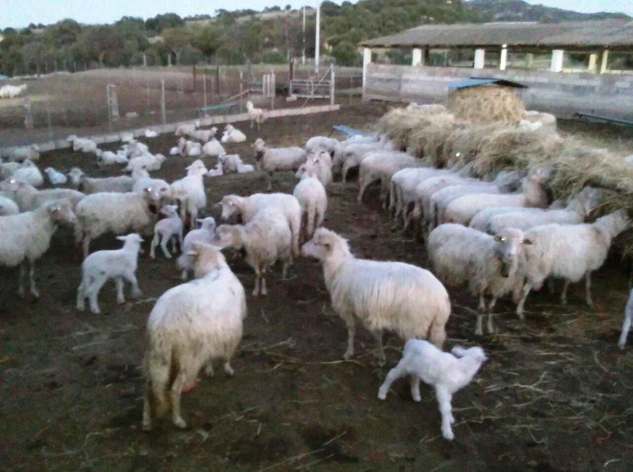 Un caso di scrapie anche a Bortigali 