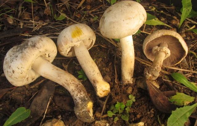 Intossicazione da funghi tre persone in ospedale 