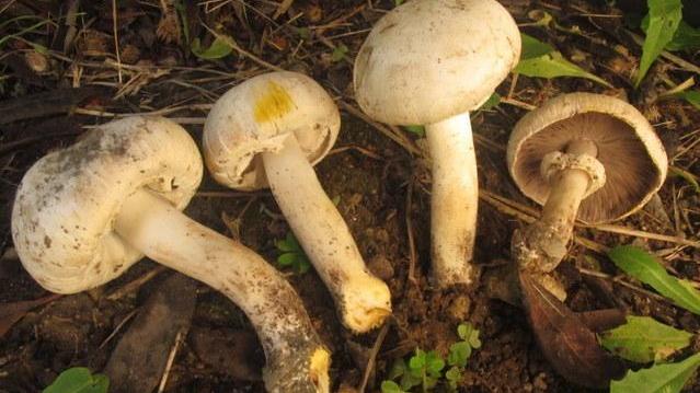 Intossicazione da funghi tre persone in ospedale