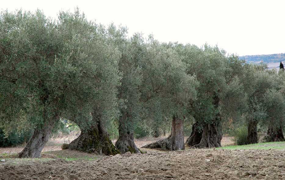 Domenica cinque tappe fra i giganti dell’olivo 