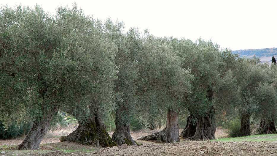 Domenica cinque tappe fra i giganti dell’olivo 