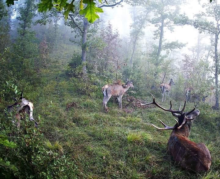 Un cervo maschio con atorno le femmine in Appennino