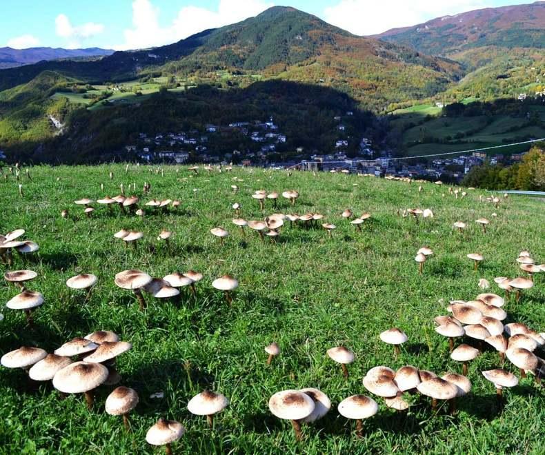 Fiumalbo, Fanano e Pievepelago il triangolo d’oro di chi va a funghi