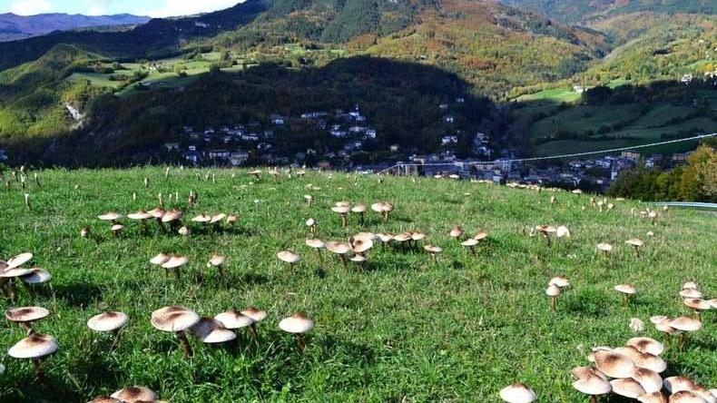 Fiumalbo, Fanano e Pievepelago il triangolo d’oro di chi va a funghi