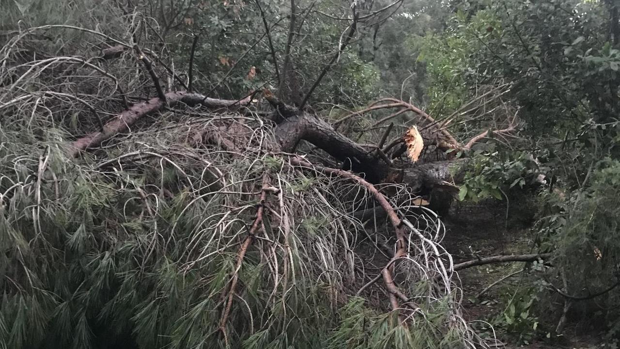 Albero cade in Versiliana ma non viene transennato