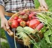 Agricoltura biologica Nuovo stanziamento per 1 milione e mezzo 