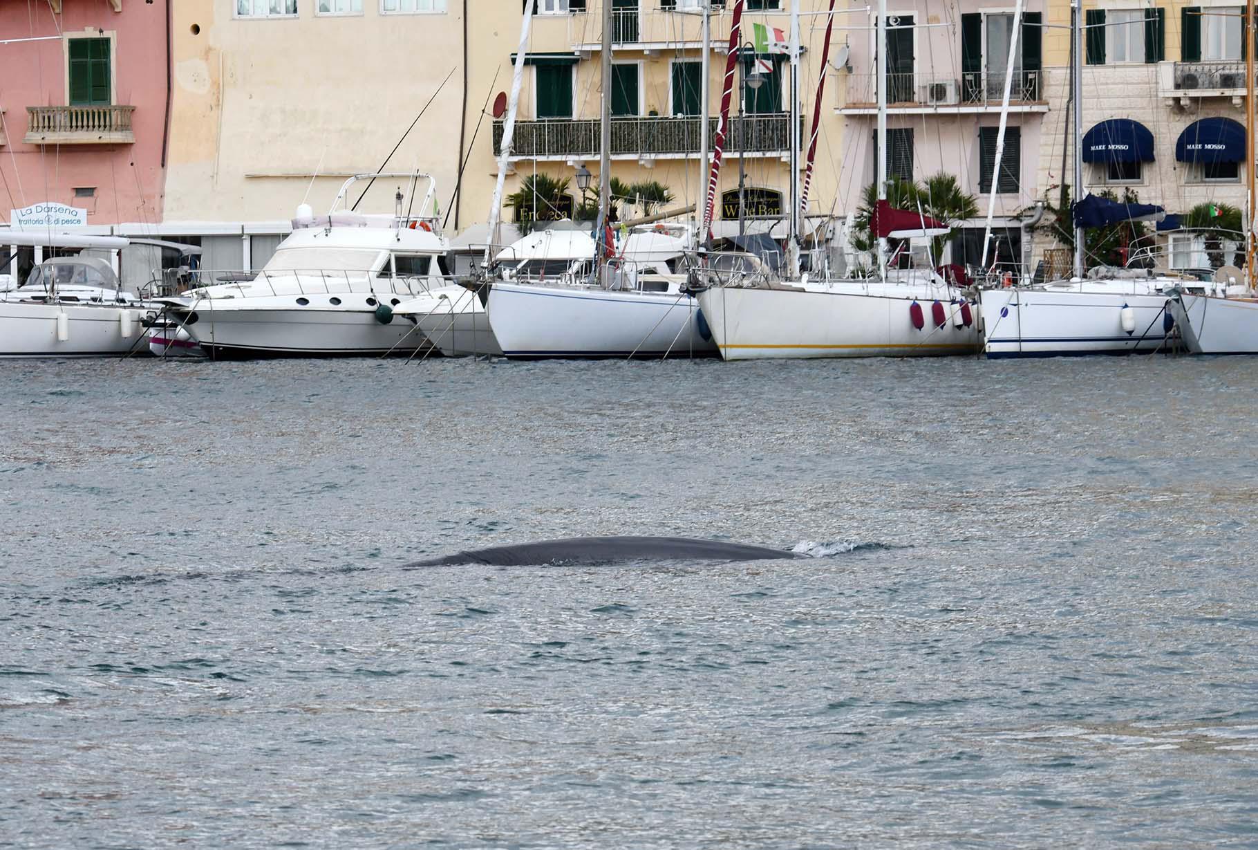 La danza di due balene incanta Portoferraio - Video