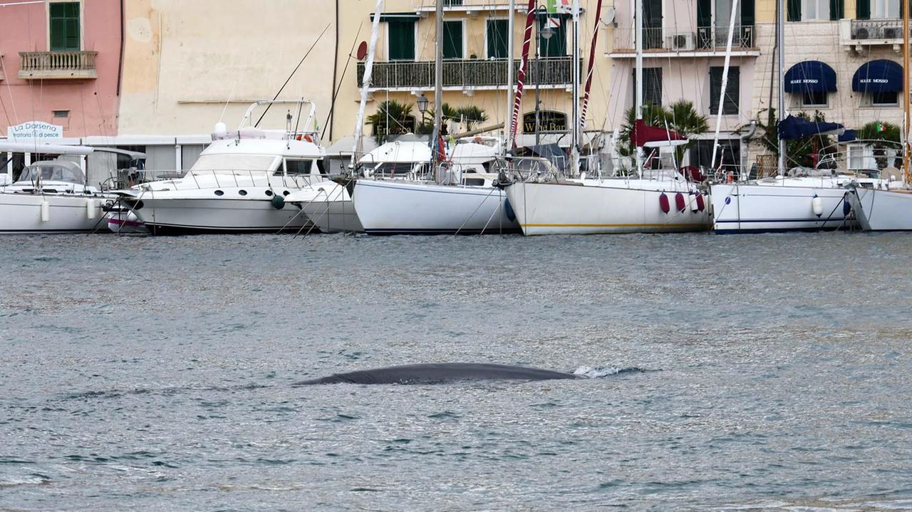 La danza di due balene incanta Portoferraio - Video