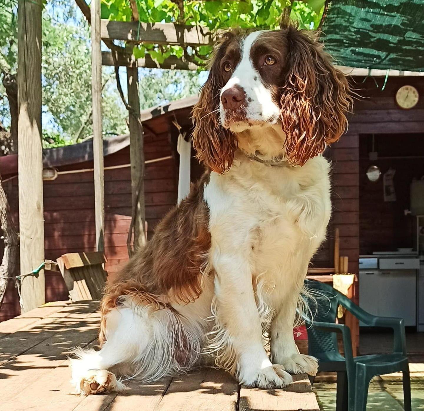 Pedate e bastonate a tre cani nelle cucce dentro il capanno 