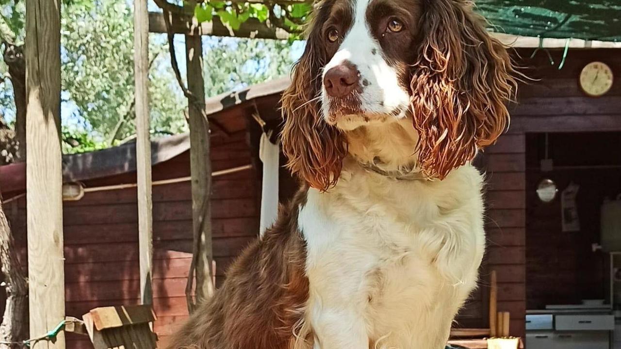 Pedate e bastonate a tre cani nelle cucce dentro il capanno