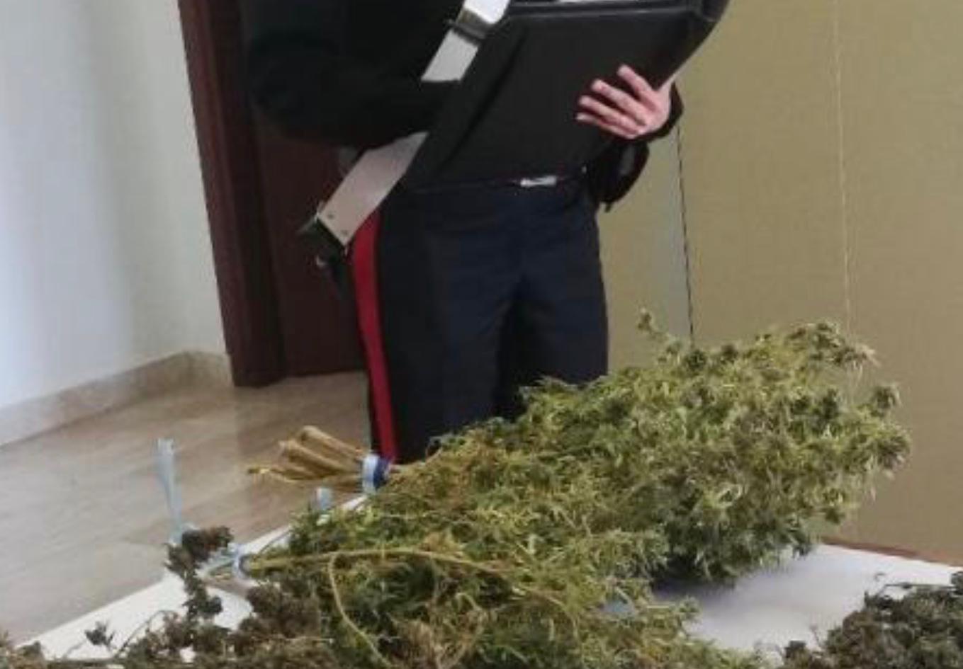 Guasila, in casa un chilo di marijuana