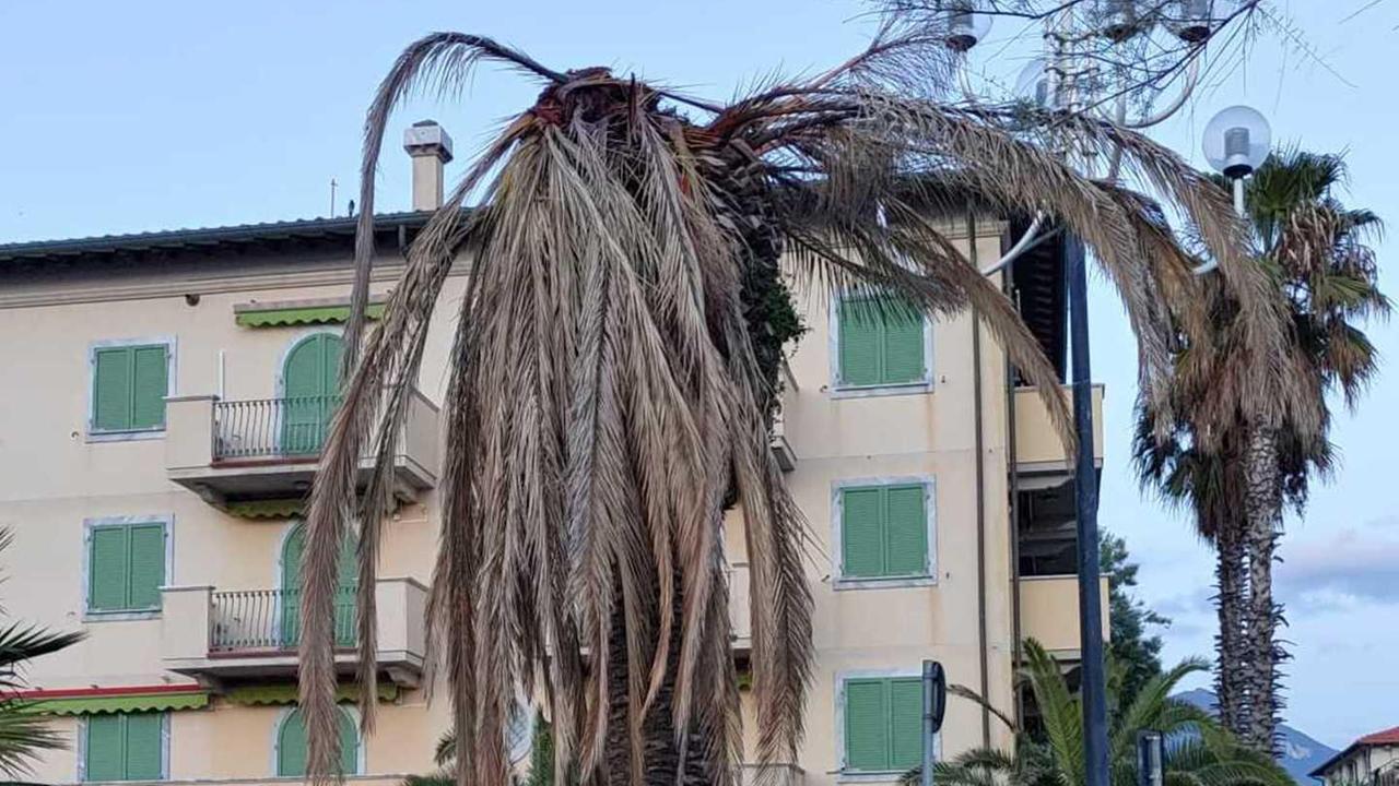 Palma malconcia a Tonfano