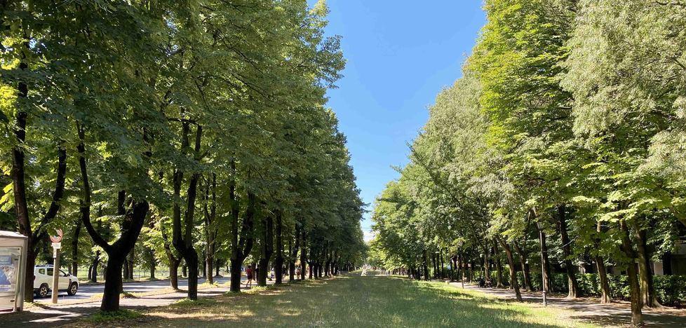 Alberi di viale Umberto Il Comitato, l’Assessora e un accordo difficile 