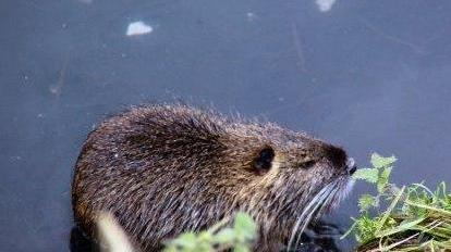 Argini, un piano anti-nutrie Dal 2014 chiuse oltre mille tane