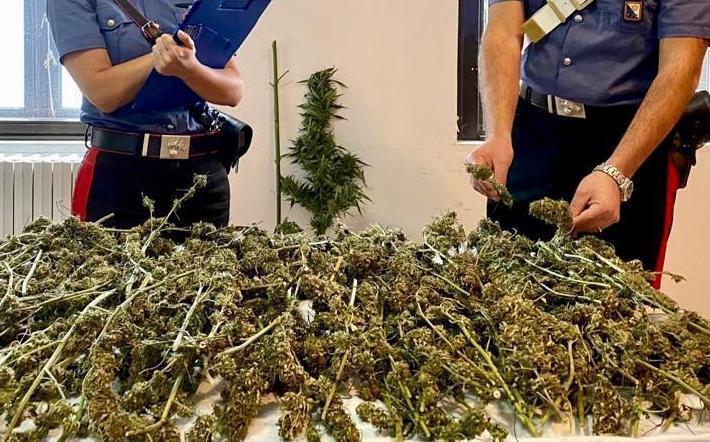 Marijuana in un deposito: patteggia 2 anni e 2 mesi 