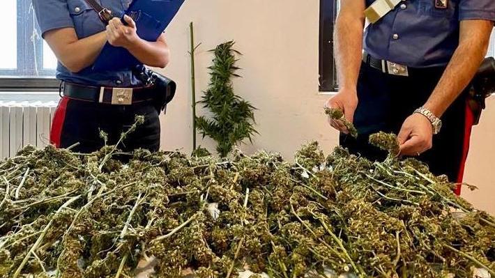 Marijuana in un deposito: patteggia 2 anni e 2 mesi 