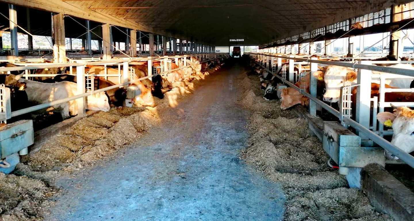 Stalla da 4.400 mucche e biogas, allarme tra i residenti de I Fabbri 