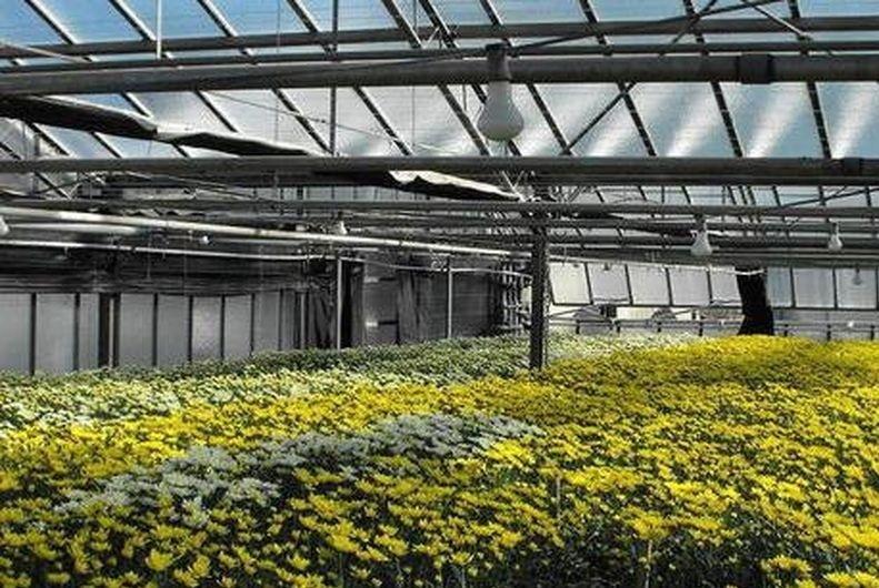 Floricoltura a rischio per la festa d’Ognissanti «Comprate versiliese» 