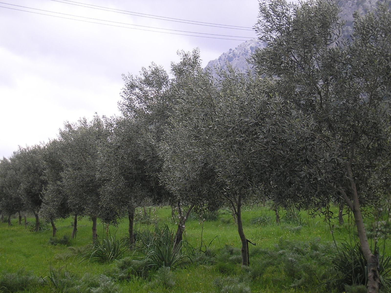 Usini, annullata la "Camminata tra gli Olivi"