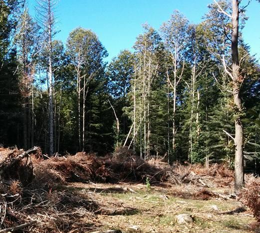 Nuove regole sul taglio del bosco «In Amiata disastro economico» 