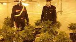 Arrestato mentre “curava” le piantine di cannabis