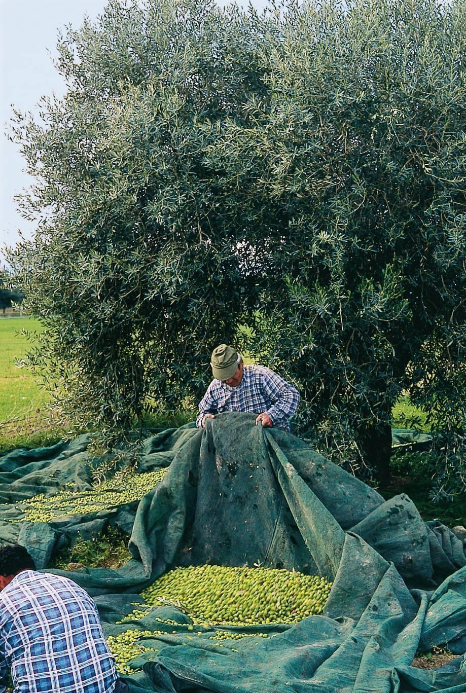 La stagione delle olive, frantoi a pieno ritmo