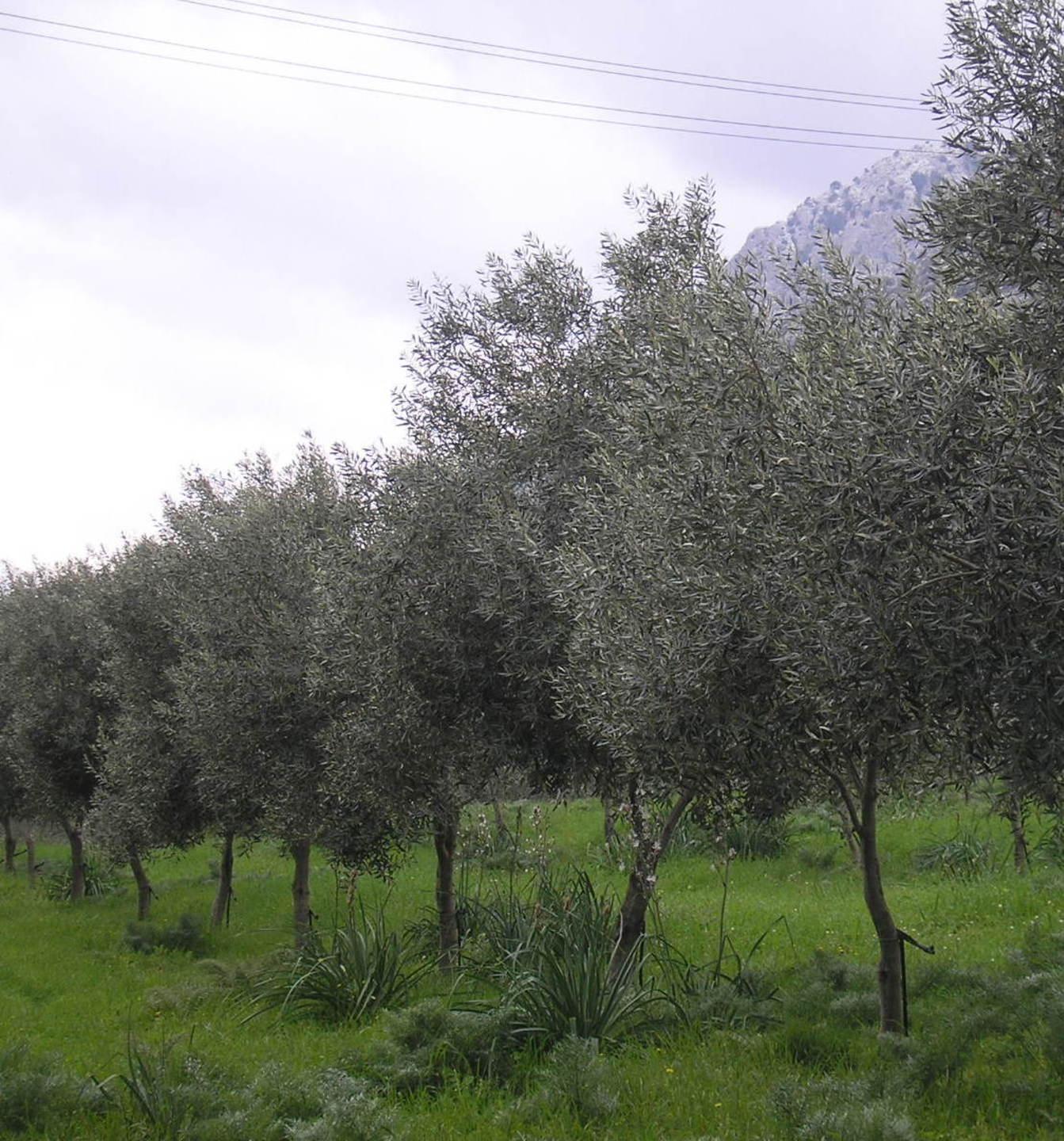 Una “Camminata tra gli Olivi” tra gastronomia e storia