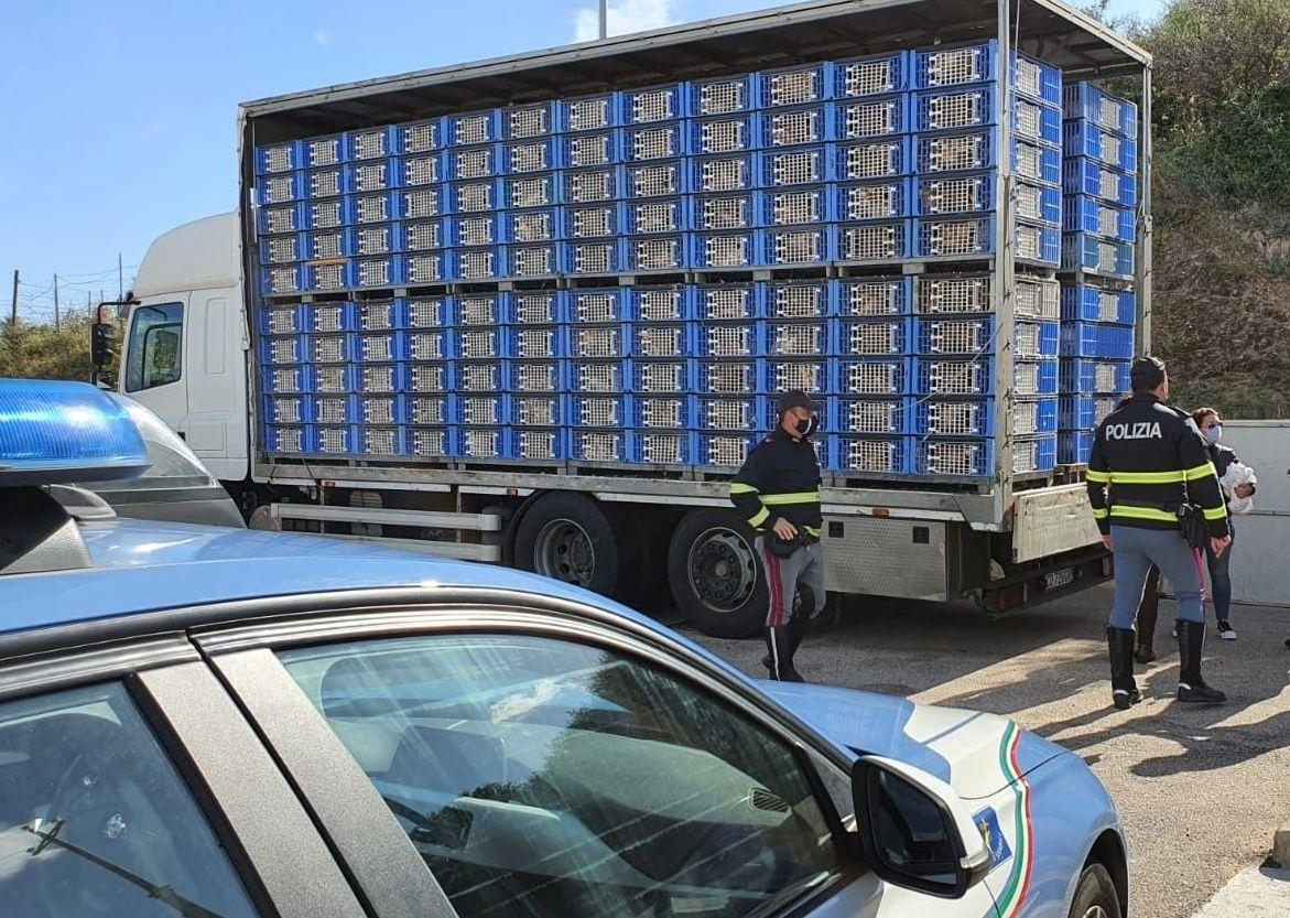 Nel camion animali senza acqua e cibo 