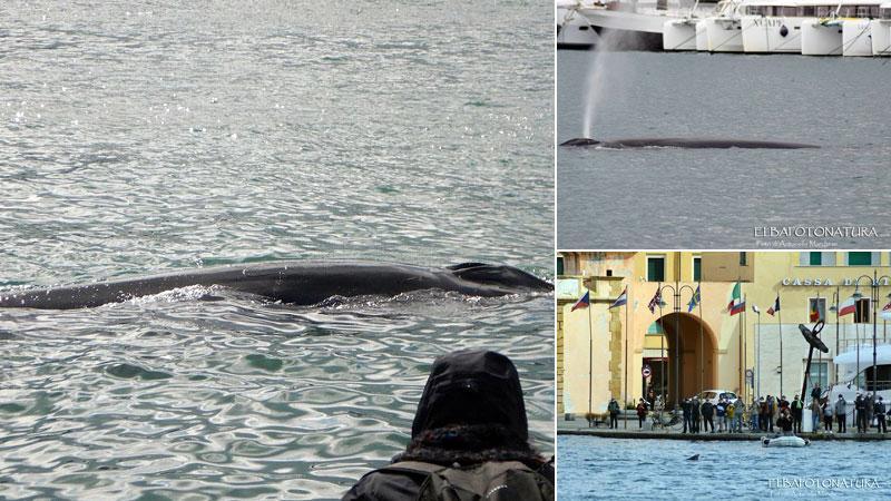 Una delle due balenottere transitate da Portoferraio mentre riemerge dal pelo dell’acqua. Il soffio della balena tra le barche della darsena medicea immortalata da Antonello Marchese. Un nutrito gruppo di cittadini di Portoferraio si godono lo spettacolo delle balene