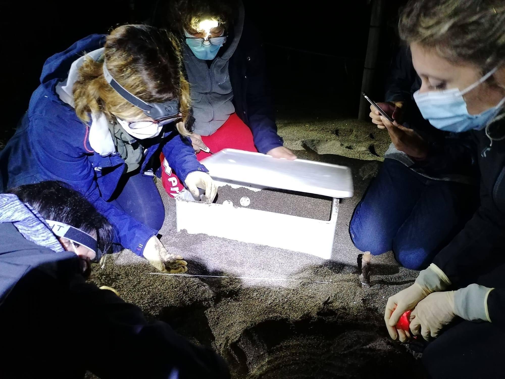 L’ispezione fatta dal team scientifico di tartAmare nei nidi di tartaruga a Baratti e Rimigliano. Fatto lo scavo è stata valutata la situazione delle uova trovate in buono stato  con la presenza di embrioni “in stati avanzati di sviluppo e ancora vitali” ( foto di Stefano Mammini e Silvia Bertini volontaria attivista Sea Shepherd )