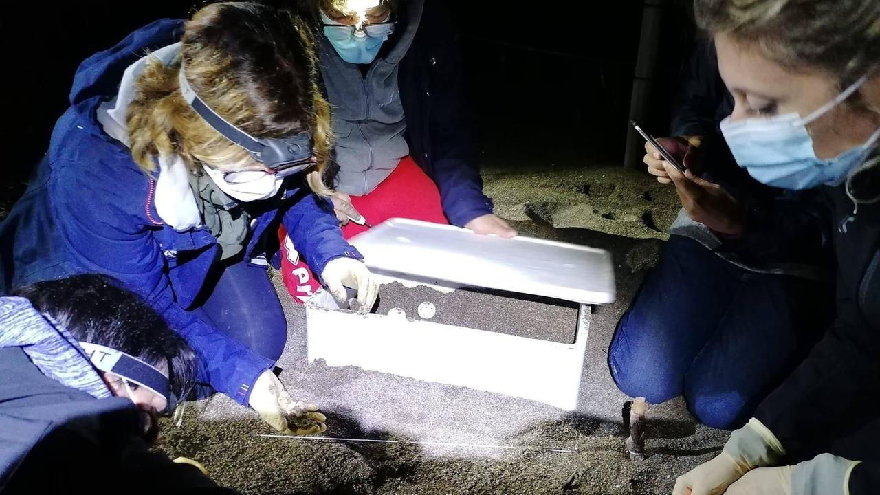 L’ispezione fatta dal team scientifico di tartAmare nei nidi di tartaruga a Baratti e Rimigliano. Fatto lo scavo è stata valutata la situazione delle uova trovate in buono stato con la presenza di embrioni “in stati avanzati di sviluppo e ancora vitali” ( foto di Stefano Mammini e Silvia Bertini volontaria attivista Sea Shepherd )