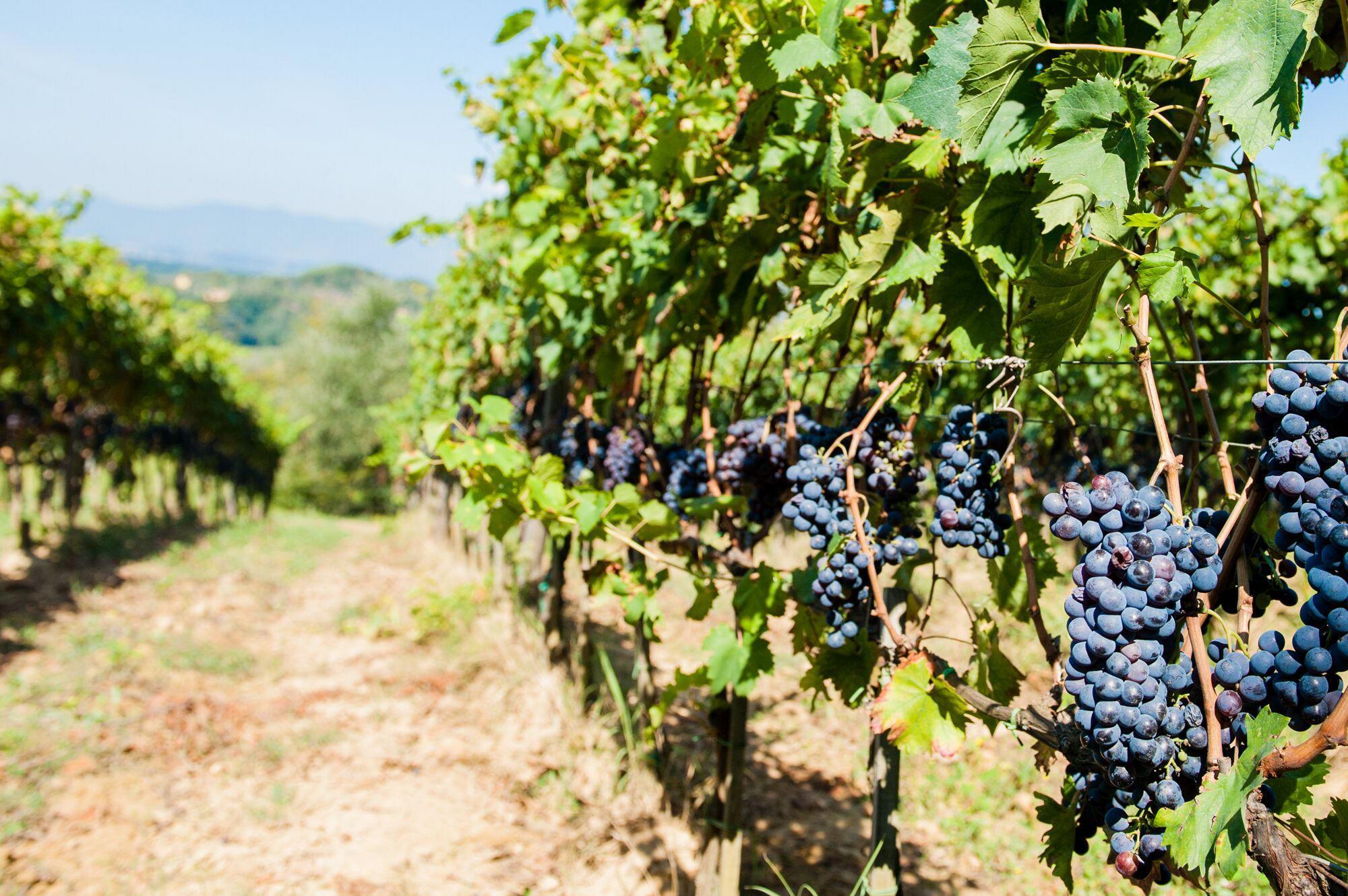 13,5 milioni di euro per promuovere il vino toscano all'estero