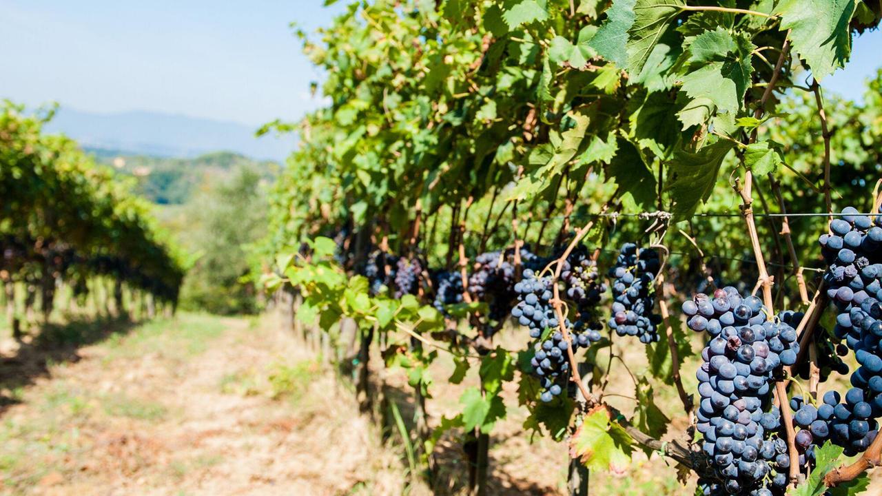 13,5 milioni di euro per promuovere il vino toscano all'estero