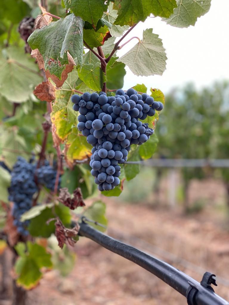 Vendemmia record in Sardegna: +20 per cento