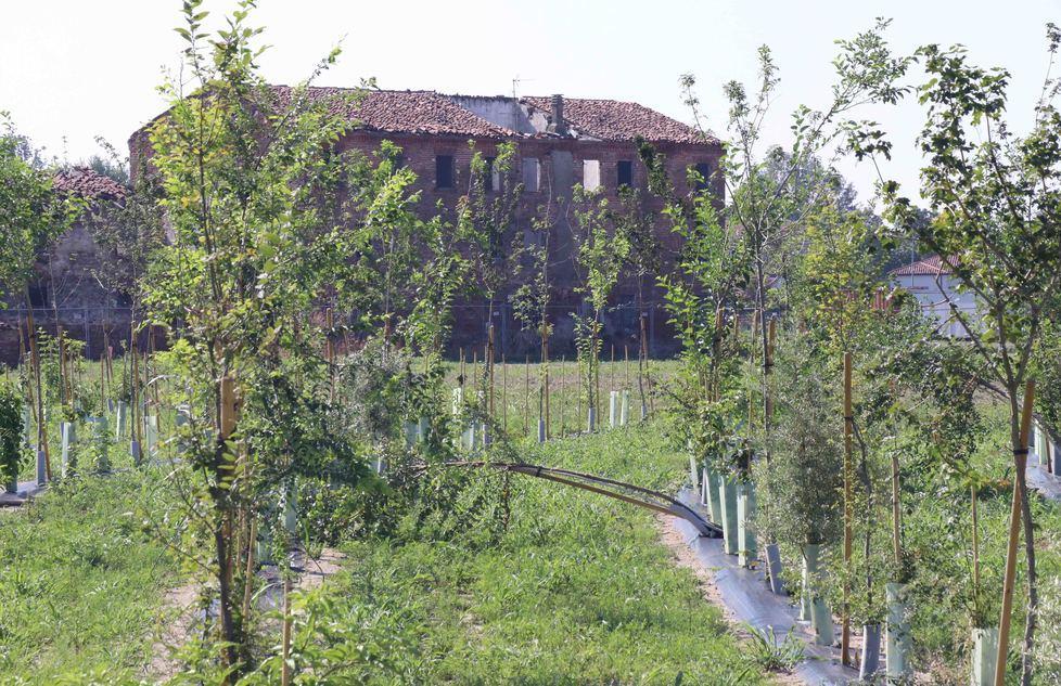 Mille nuovi alberi per abbellire la città 
