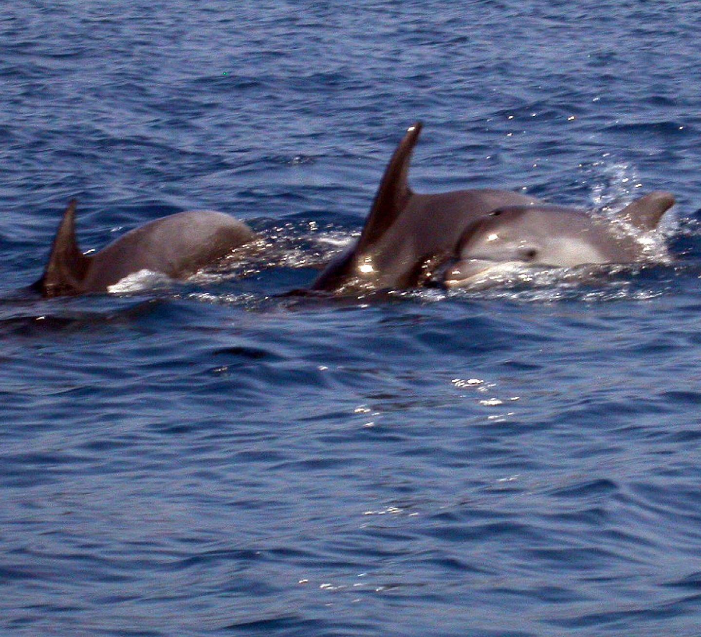 Mantovani, il signore degli orologi Locman vuole proteggere i cetacei 