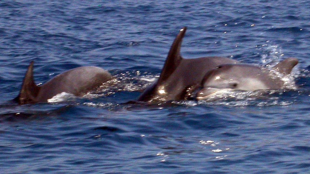 Mantovani, il signore degli orologi Locman vuole proteggere i cetacei