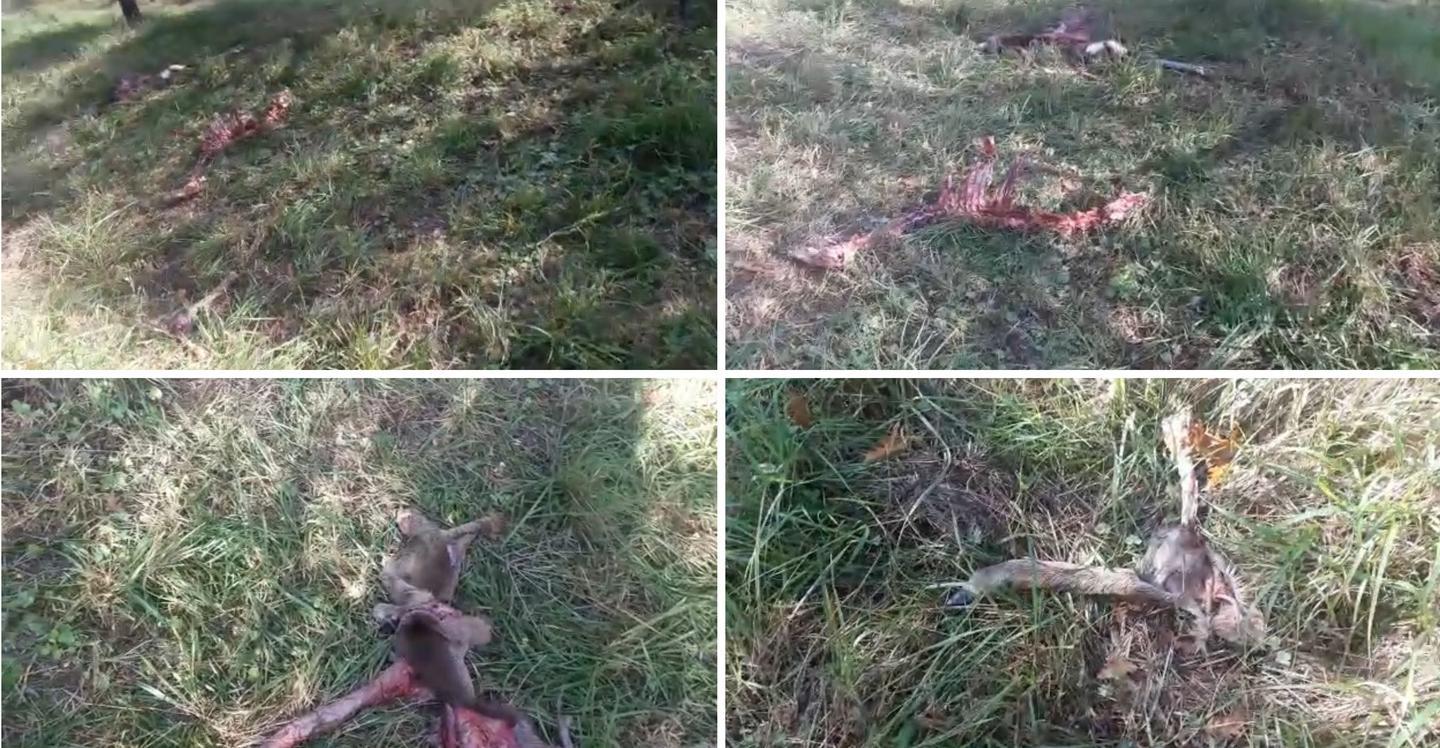 Alcuni fermi immagine del video girato vicino alla Misericordia di San Miniato Basso dov’è stato ritrovato il capriolo sbranato