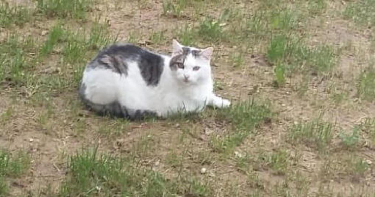 Smarrito un gatto